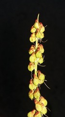 Melilotus segetalis