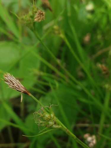 Carex longirostrata iNat (3)