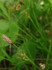 Carex longirostrata