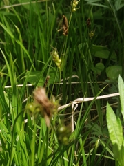 Carex longirostrata