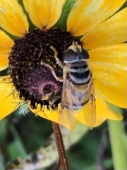 Palpada vinetorum