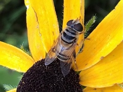 Palpada vinetorum