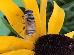 Palpada vinetorum