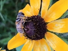 Palpada vinetorum