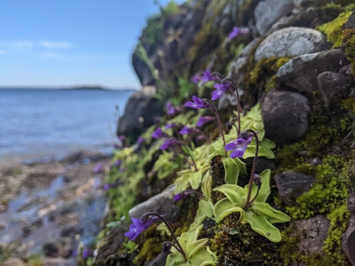Pinguicula vulgaris iNat (3)