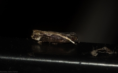 Chaliniastis astrapaea