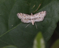 Parapoynx crisonalis
