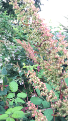 Rumex sagittatus