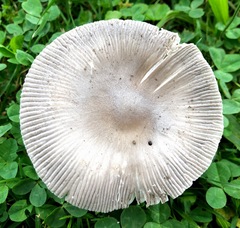 Amanita vaginata