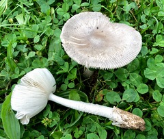 Amanita vaginata