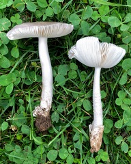 Amanita vaginata