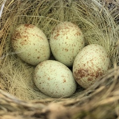 Junco hyemalis shufeldti