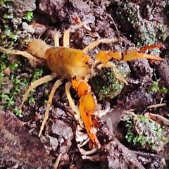 Engaeus tuberculatus