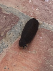 Belocaulus angustipes