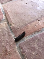 Belocaulus angustipes