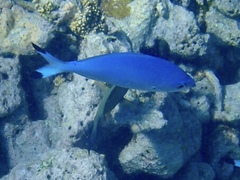Caesio lunaris