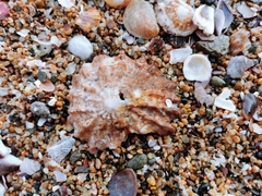 Crucibulum cyclopium