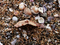 Crucibulum cyclopium