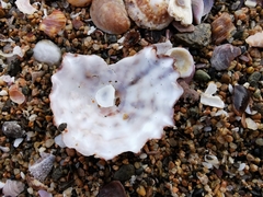 Crucibulum cyclopium