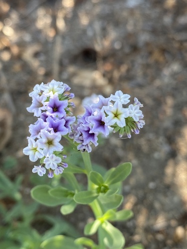 iNaturalist observation photo of alkali heliotrope