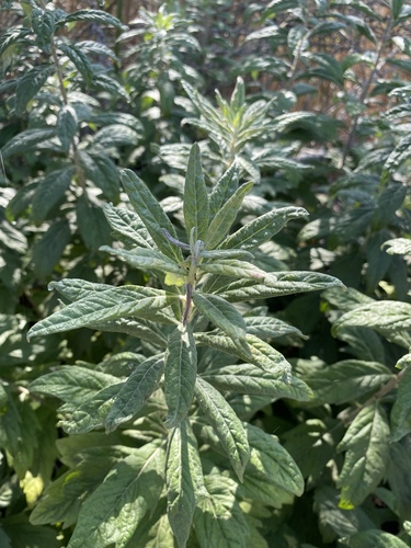 iNaturalist observation photo of California mugwort