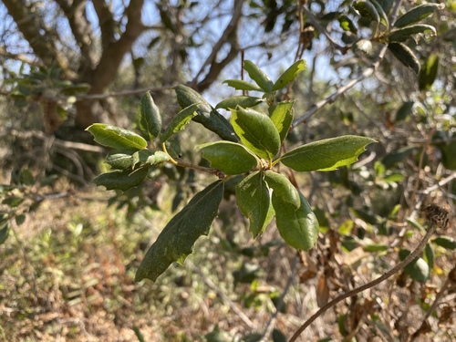 iNaturalist observation photo of coast live oak