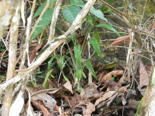 Dracaena aubryana image