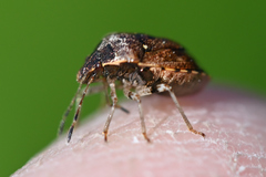 Cosmopepla intergressa