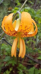 Lilium columbianum