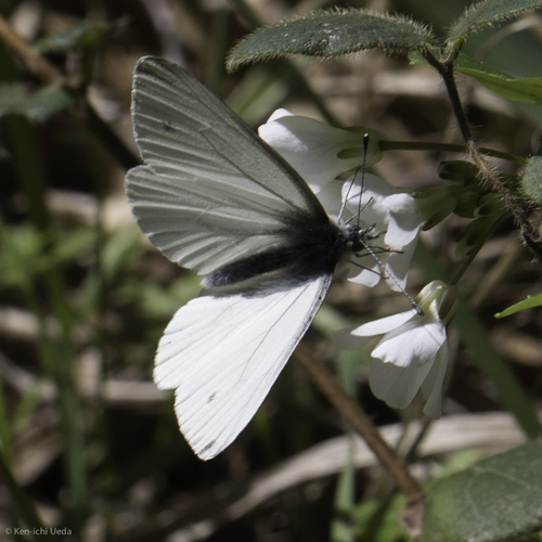 Margined White photo 5