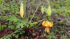 Lilium columbianum