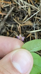 Lysimachia latifolia