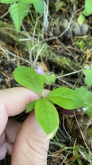 Lysimachia latifolia