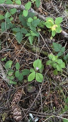 Lysimachia latifolia