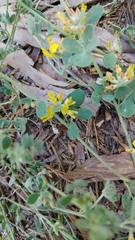 Acmispon decumbens