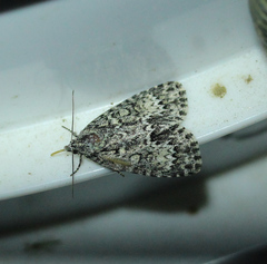 Acronicta fragilis