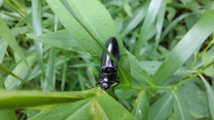 Melanactes