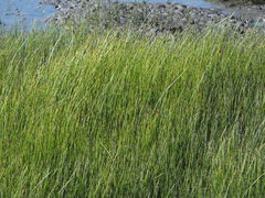 Cyperus malaccensis monophyllus