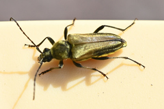 Lepturobosca chrysocoma