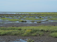 Cyperus malaccensis monophyllus