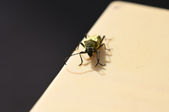 Lepturobosca chrysocoma