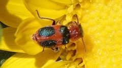 Collops quadrimaculatus