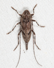 Eutrichillus biguttatus