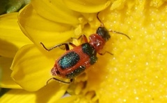 Collops quadrimaculatus