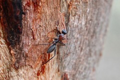 Camponotus ephippium