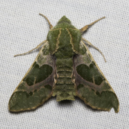 Pacific Green Sphinx photo 4