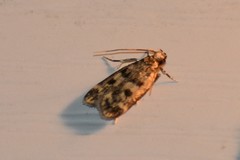Martyringa latipennis