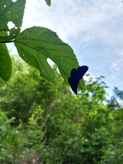 Melanis acroleuca huasteca