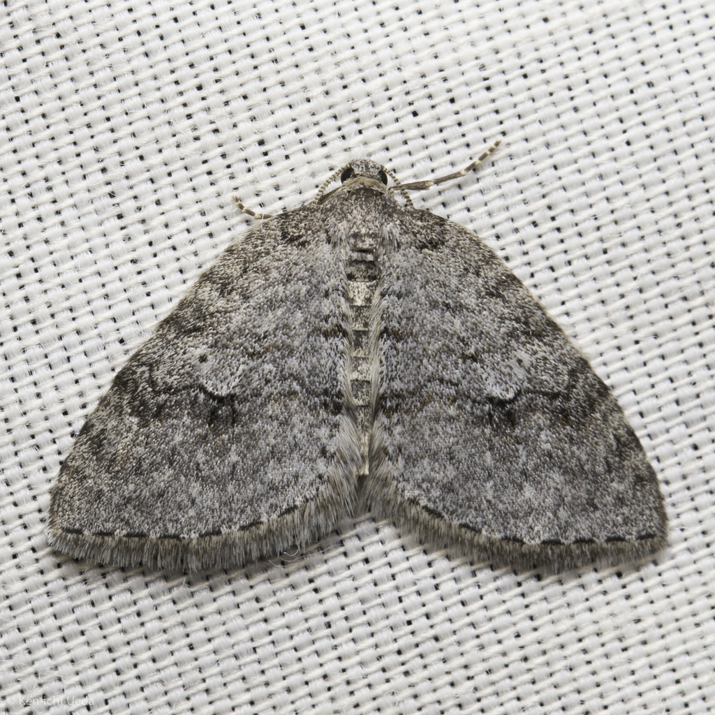 Venusia duodecemlineata