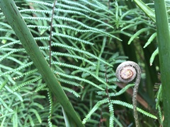 Gleichenia microphylla
